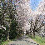 桜2009