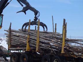 Forestry-Bunching
