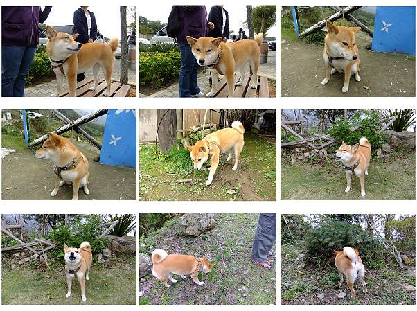 卡布-800公里-長征新竹觀霧(原發表者:papazazzi)(相簿)