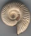 [ammonite[1].jpg]
