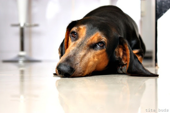 bruno floor