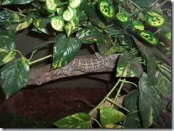 2010.09.04-005 gecko dans le vivarium
