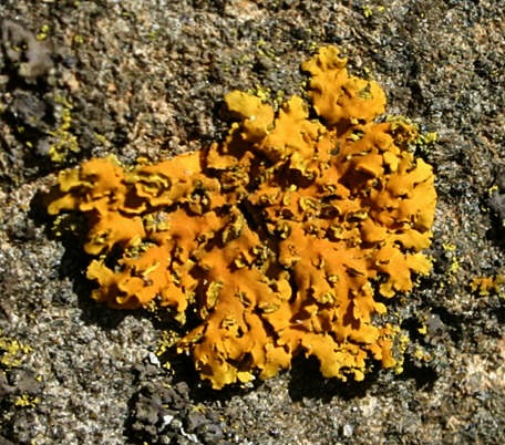 [lichen[3].jpg]