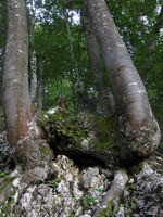 Mogočni debli bukev se vzpenjata nad gozdno potjo