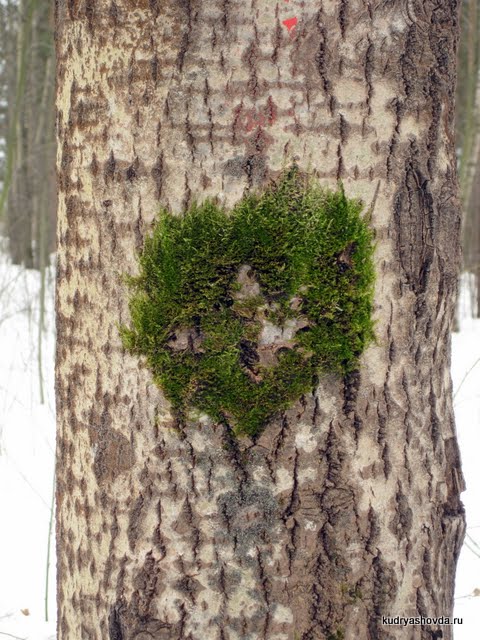 сердце