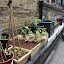 bimmy's City garden