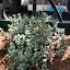 Lemon Thyme