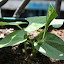 Dwarf Bean