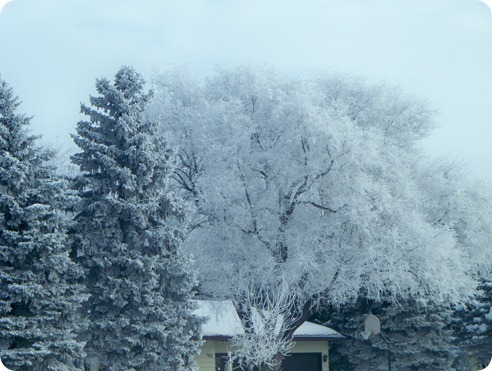 Frosty Morning