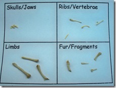 Eastman Nature Center-Bones and Skulls