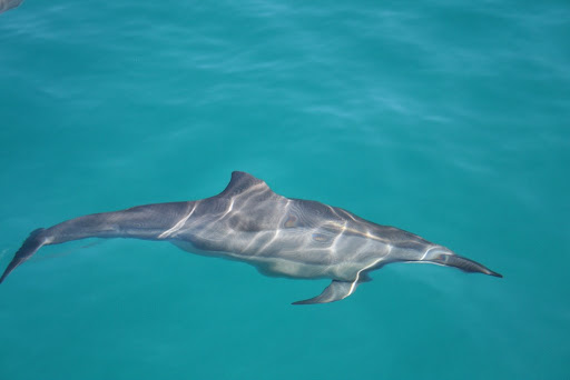 Первокурсник 2010