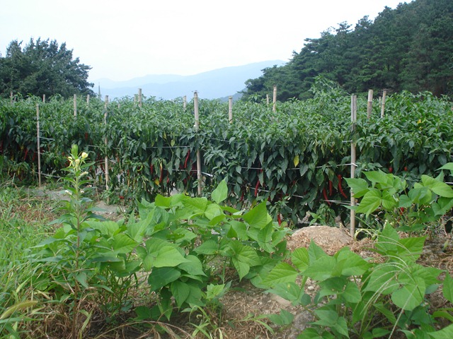[DSC062253.jpg]
