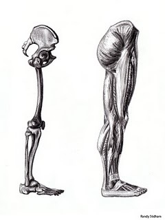 [Lower_Limb_Anatomy_Study_by_RandyS01[6].jpg]