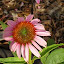 Coneflower 'Magnus'