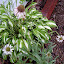 Echinacea pallida -Pale Purple Coneflower 'Hula Dancer'