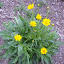 Threadleaf Coreopsis