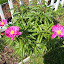 Japanese Peony - single rose pink