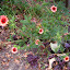 Potentilla nepalensis - Nepal Cinquefoil - 'Miss Willmott'