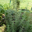Rosemarinus officinalis - Rosemary
