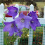 Balloon Flower