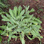 Aurinia saxatilis compactum - Allysum - "Gold Dust"