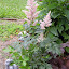 Astilbe japonica - 'Europa'