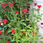 Red Bee Balm