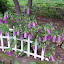 Campanula punctata - Bellflower - "Bowl of Cherries"