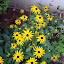 Rudbeckia fulgida - Black-Eyed Susan - 'Goldstrum' Roots