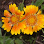 Gaillardia hybrid - 'Oranges and Lemons'
