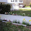 Sne Irish's Frontyard garden