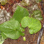 Brunnera macrophylla - Brunnera, False Forget-Me-Not