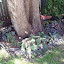 Sne Irish's Shade garden