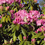 Rhododendron