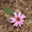 Echinacea purpurea - Coneflower - "Magnus"