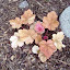 Heuchera - Coral Bells - "Dolce Peach Melba"