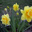 Daffodil (Narcissus) 'Tahiti'