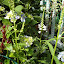 Physostegia virginiana - Obedient Plant - "Alba"