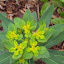 Euphorbia polychroma - Euphorbia - Cushion Spurge