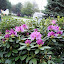 Rhododendron