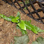 Phyllitis scolopendrium - Hart's Tongue Fern