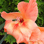 Gladiolus x hortulanus - Gladiola - "Peter Pears"