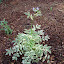 Polemonium reptans - Jacob's Ladder - "Stairway to Heaven"