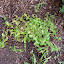 Veronica austriaca - Speedwell - "Crater Lake Blue"