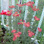 Achillea millefolium - Yarrow - 'Strawberry Seduction'