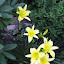 Hemerocallis - Daylily - "Hyperion"