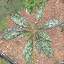 Pulmonaria - Lungwort - "Raspberry Splash"