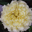 Marigold - "Sweet Cream"