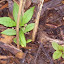 Phlox paniculata - Garden Phlox - purple/pink  [rescued]