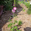 Sidalcea malviflora - Prairie Mallow
